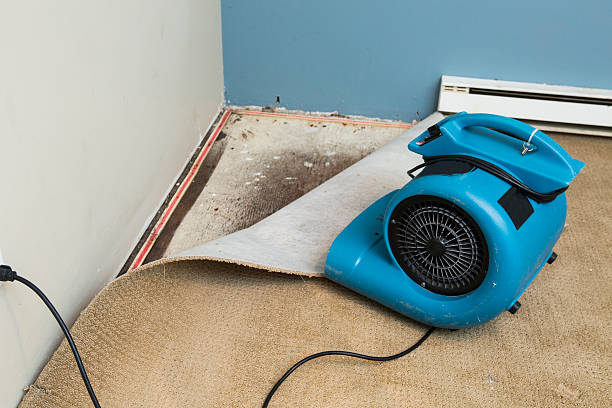 Best Water damage cleanup near me  in Altamonte Springs, FL